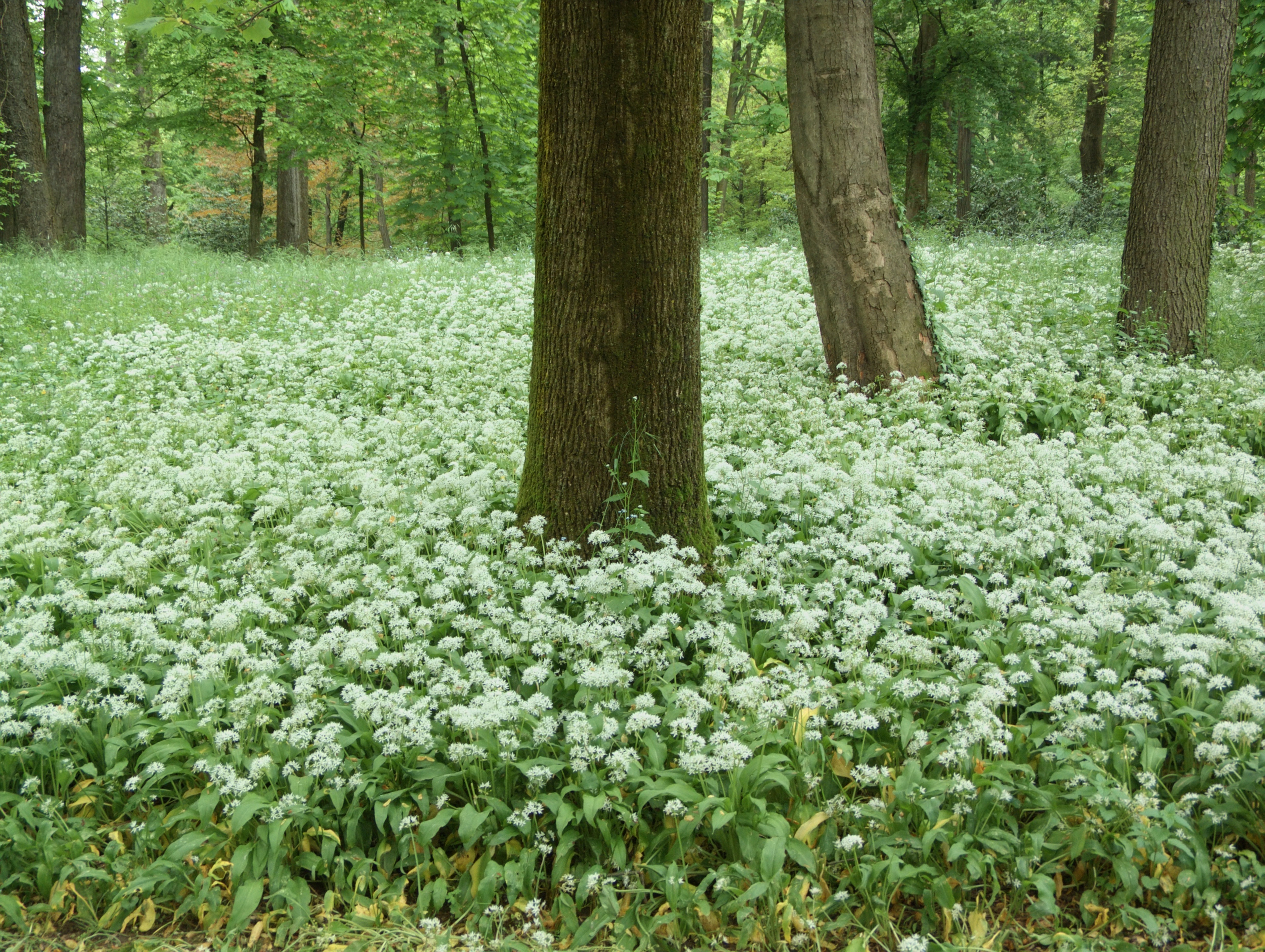 Monza (Monza e Brianza, Italy) - The Park of Monza with wild garlic flowering